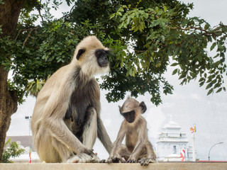 Langur monkeys or gray langur or Hanuman langur (Semnopithecus entellus) mother and her baby sitting on the fence in Anuradhapura ancient city, Sri Lanka.
