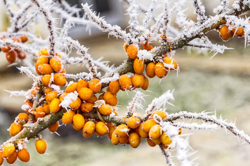 Sanddorn mit Raureif
