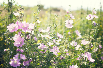 Obraz na płótnie Canvas Wild flowers in the clearing. Natural floral background, spring, summer.