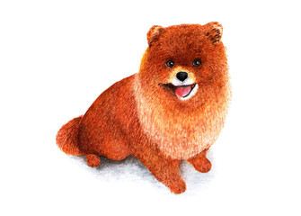 Pomeranian. Pom Pom. Watercolor illustration. Decorative breed of dogs. Dwarf Pomeranian Pomeranian resembles a red bear or a chanterelle, and sometimes a plush toy.