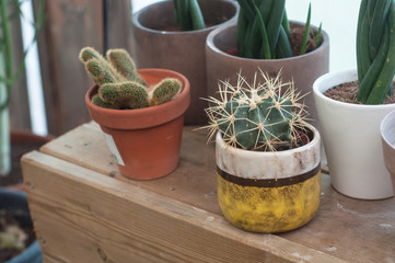 closeup of little cactus in pot at the gardening store