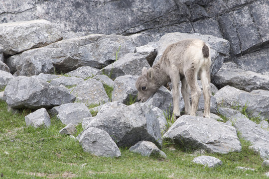 Very young rocky mountaon big horn kid.