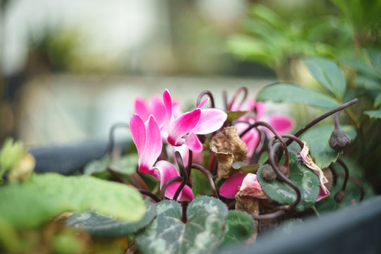 Cyclamen
