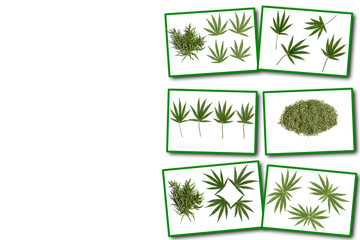 Collage on white background cannabis plant