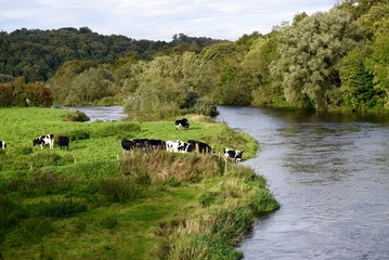 Cows Drinking