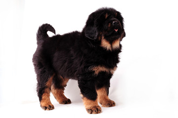 Тибетский мастиф,щенок, стоит