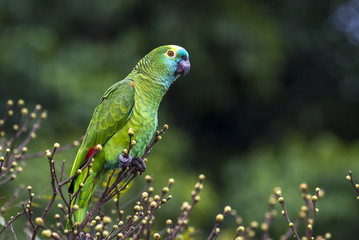 papagaio-verdadeiro Amazonia 