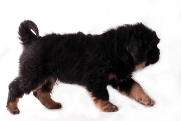 Тибетский мастиф,щенок, идет