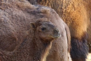 Tek hörgüçlü deve , Camelus dromedarius
