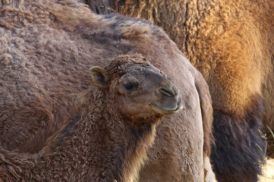 Tek h&ouml;rg&uuml;&ccedil;l&uuml; deve , Camelus dromedarius