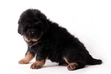 Тибетский мастиф,щенок, сидит