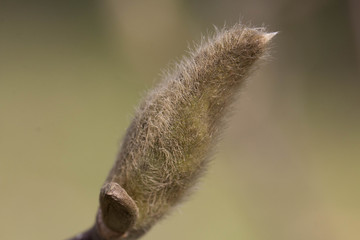 Knospe