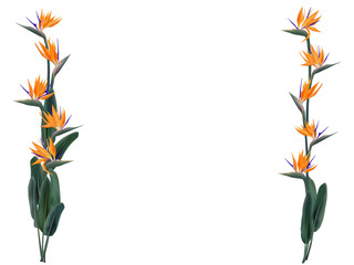 Strelitzia reginae vectorillustratie geïsoleerd op wit. Groene bladeren, oranje en violet bloesem boeket frame design. Zuid-Afrika bloeiende plant ook bekend als kraanbloem of paradijsvogel.