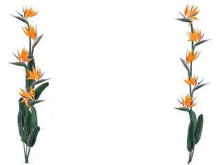 Fototapete Strelitzia Strelitzia reginae-Vektorillustration lokalisiert auf Weiß. Grüne Blätter, Orangen- und Violettblüten-Blumenstrauß-Rahmendesign. Südafrika blühende Pflanze auch bekannt als Kranichblume oder Paradiesvogel.