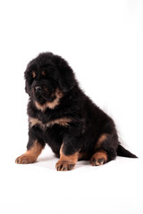 Тибетский мастиф,щенок, сидит