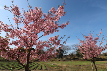 馬見丘陵公園の河津桜