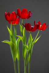 tulipas
