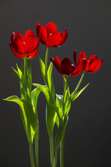 tulipas
