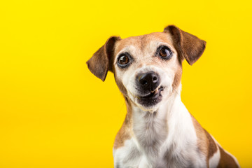 Funny dog pet pup disgust, denial, disagreement face. Don't like that. grins teeth pet. Yellow background
