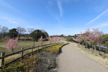 馬見丘陵公園の河津桜