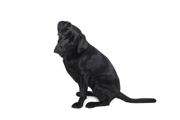 Labrador