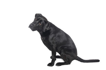 Naklejka premium Labrador
