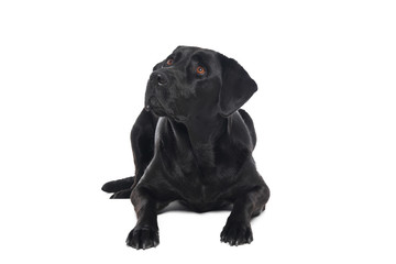 Labrador