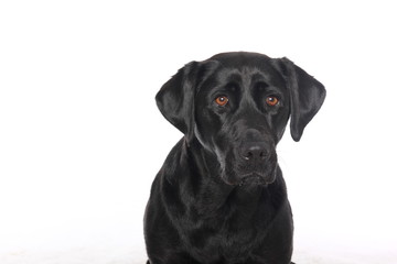 Labrador