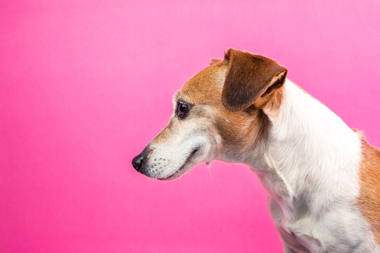 Adorable satisfied dog muzzle profile from the side. Smiling happy sly pet face. Pink background.