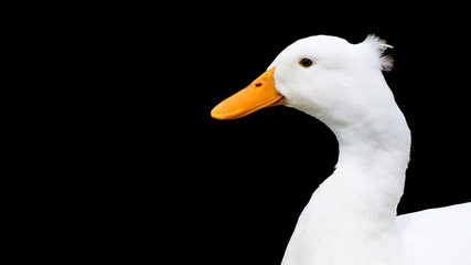 portrait of a white duck isolatred on a black background 