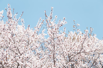 Springtime blossom