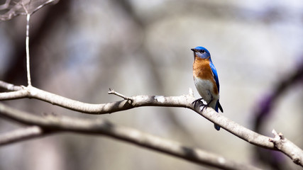 eastern bluebird sitting on a branch