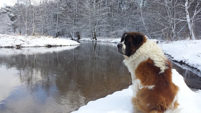 Pies zimą dog winter