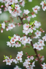 Blooming cherry
