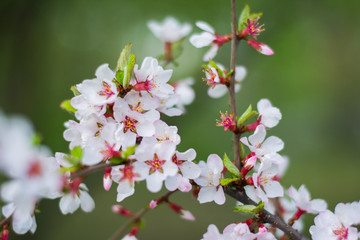 Blooming cherry