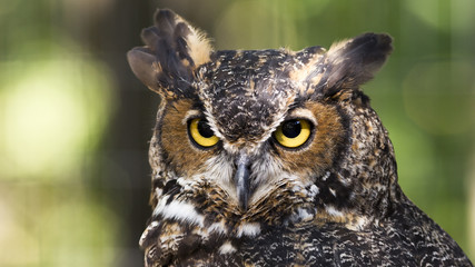 great horned owl
