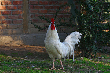 Beyaz horoz