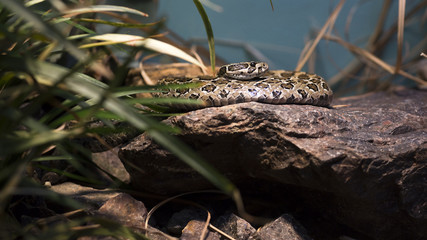Mexican lance-headed rattle snake curled up on a rock