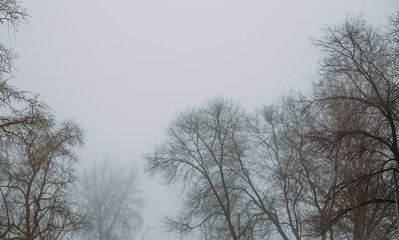 Trees in foggy day. Misty mysterious moody landscape background