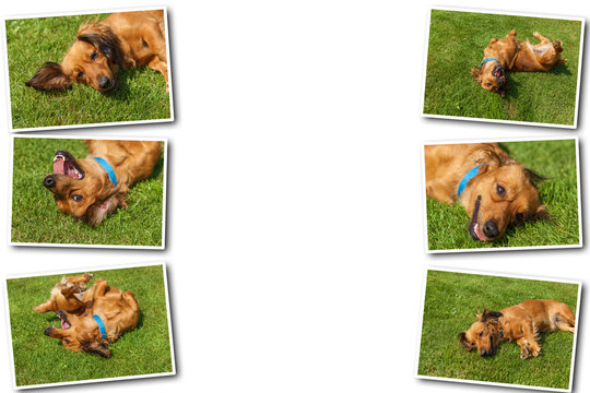 Collage on white background mixed spaniel dogs spaniel