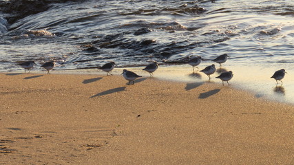 group of sandpipers on the beach