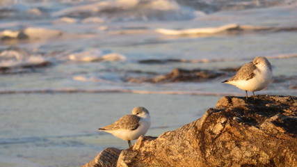 group of sandpipers on the beach