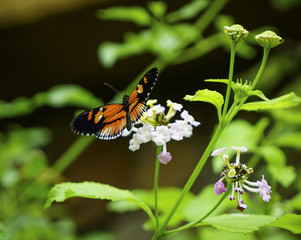 Beautiful butterfly on the grass
