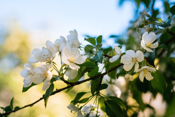 Blooming apple tree
