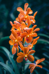 Orange Orchid