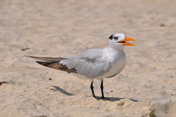 Seagull on the beach. Yucatán, Mexico.