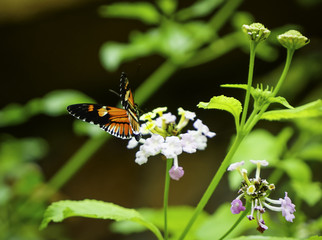 Beautiful butterfly on the grass