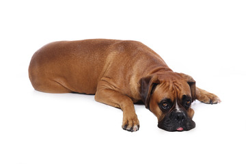 Obraz premium Beautiful dog