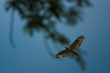 Hawk in Sky