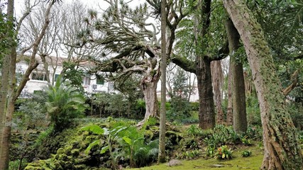 Fototapeta premium Tree